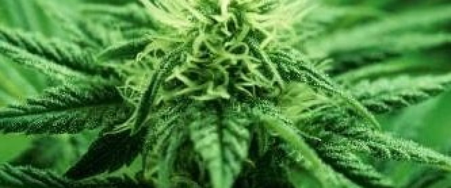 cannabis plant marijuana patent