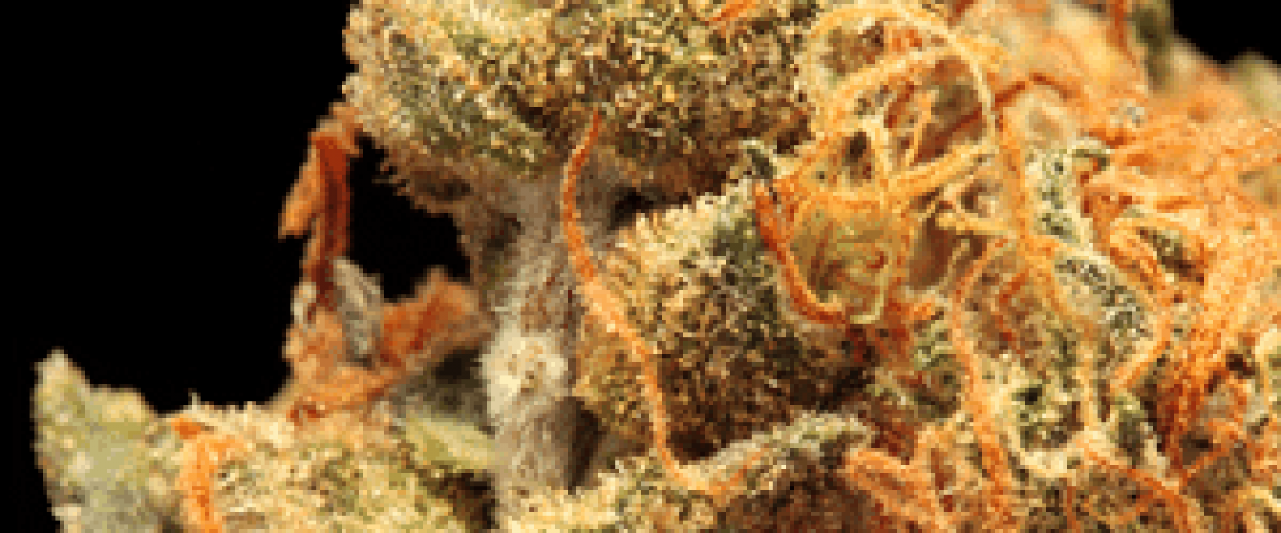 cannatonic marijuana strain