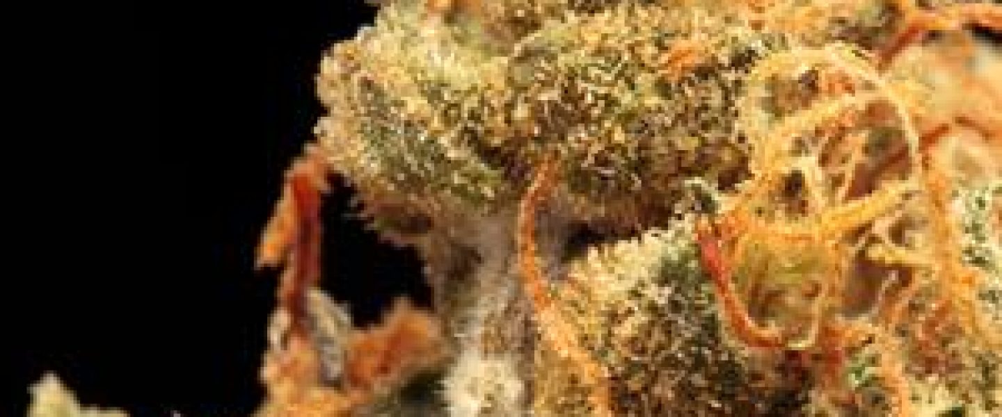 cannatonic marijuana strain