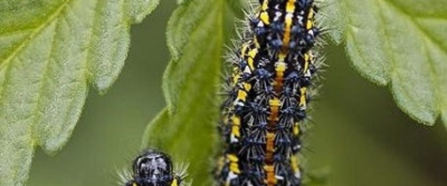 What To Do To Keep Caterpillars Off Your Marijuana Plants