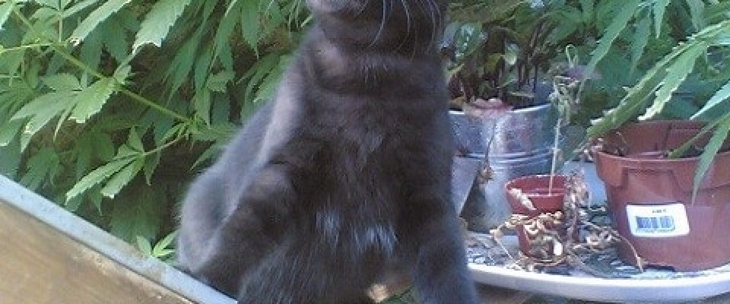 cats marijuana plants