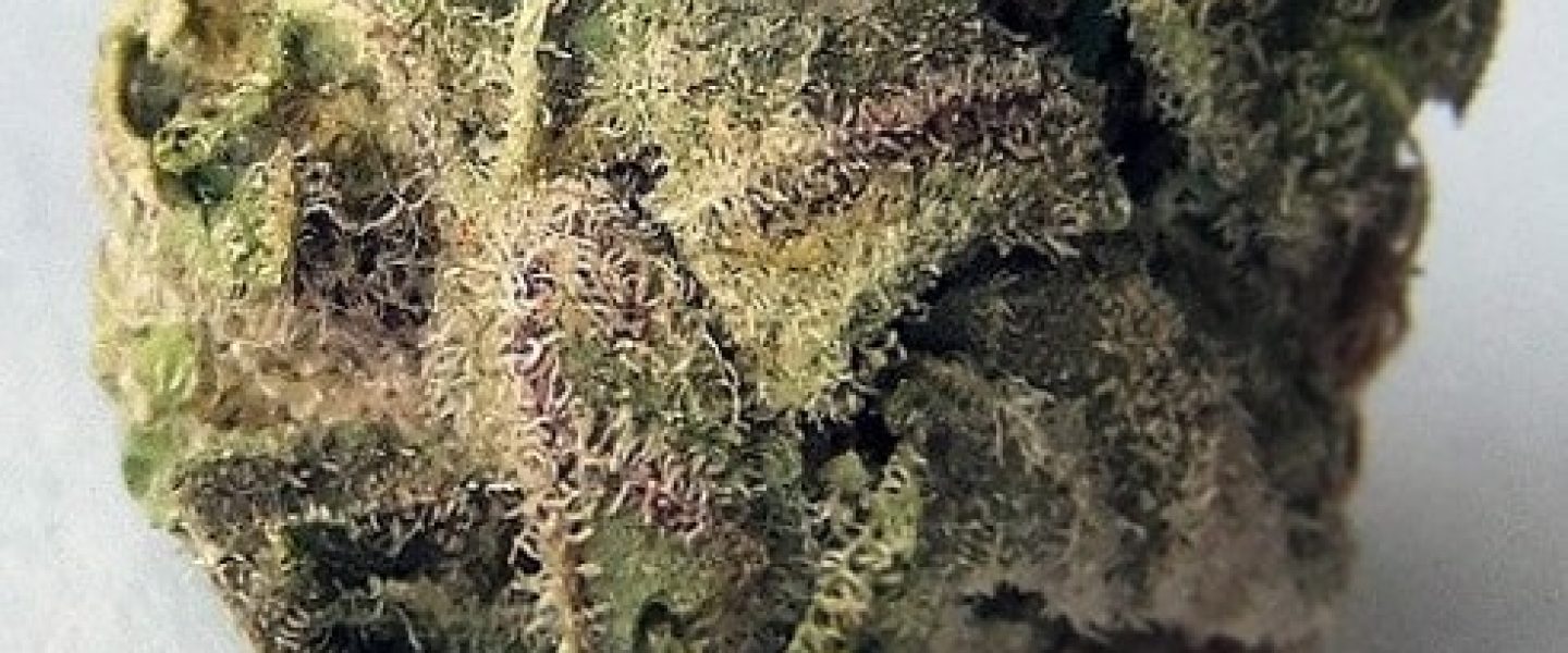 The Champagne OG marijuana strain usually gets good reviews.