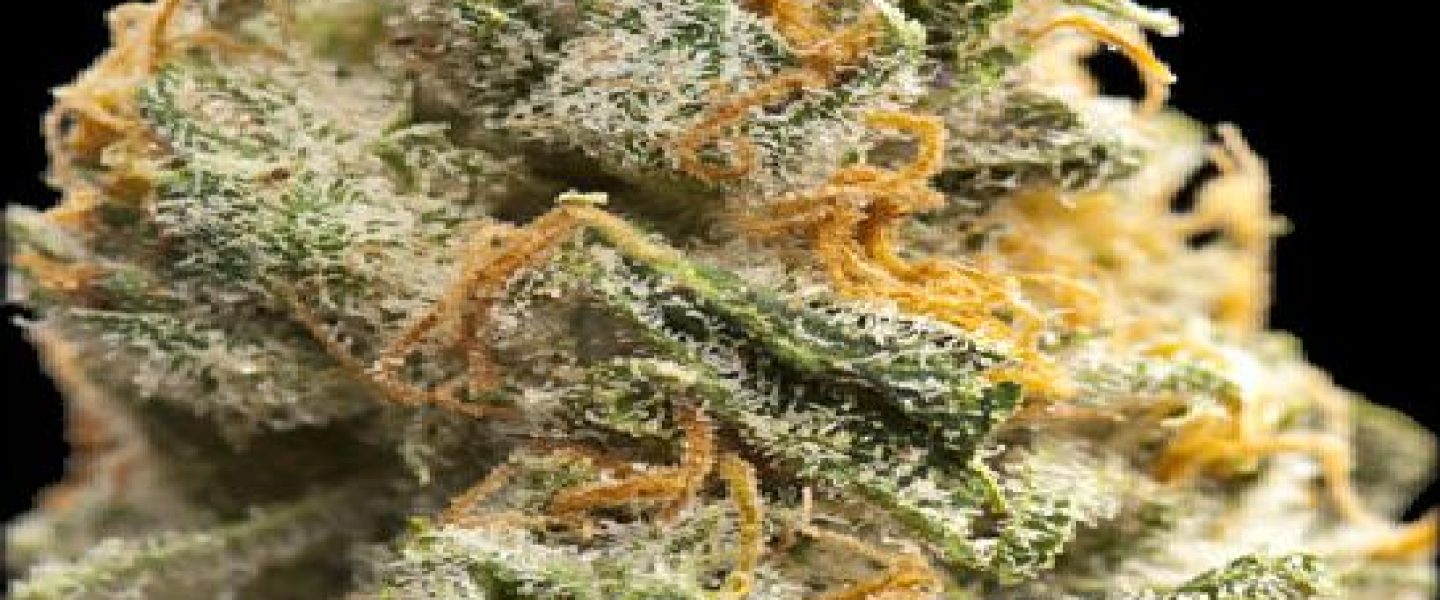 champagne marijuana strain picture