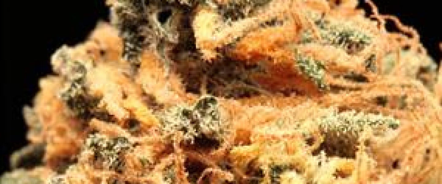 chedder marijuana strain