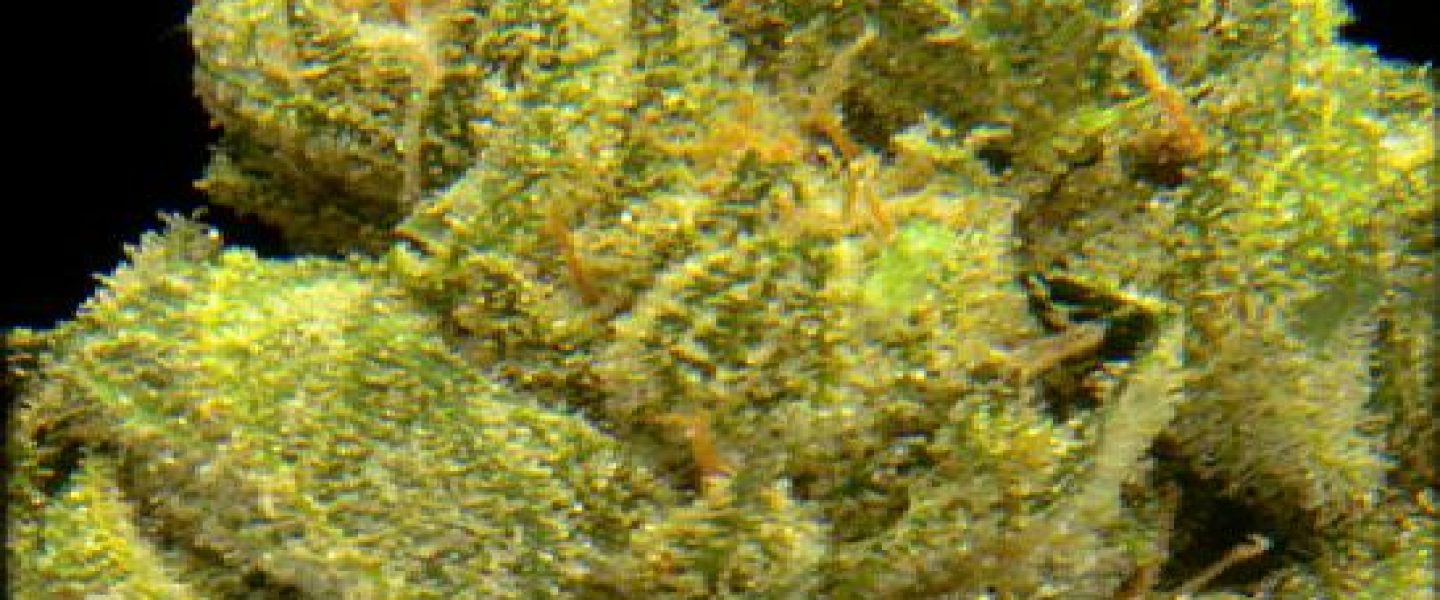 cheese marijuana strain