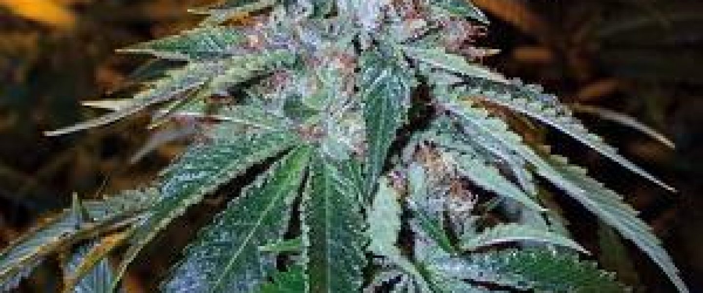 chem dawg marijuana strain