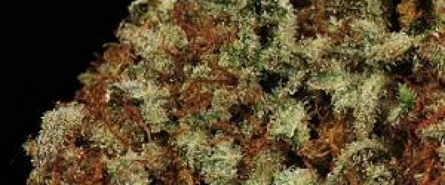 cherry kush marijuana strain