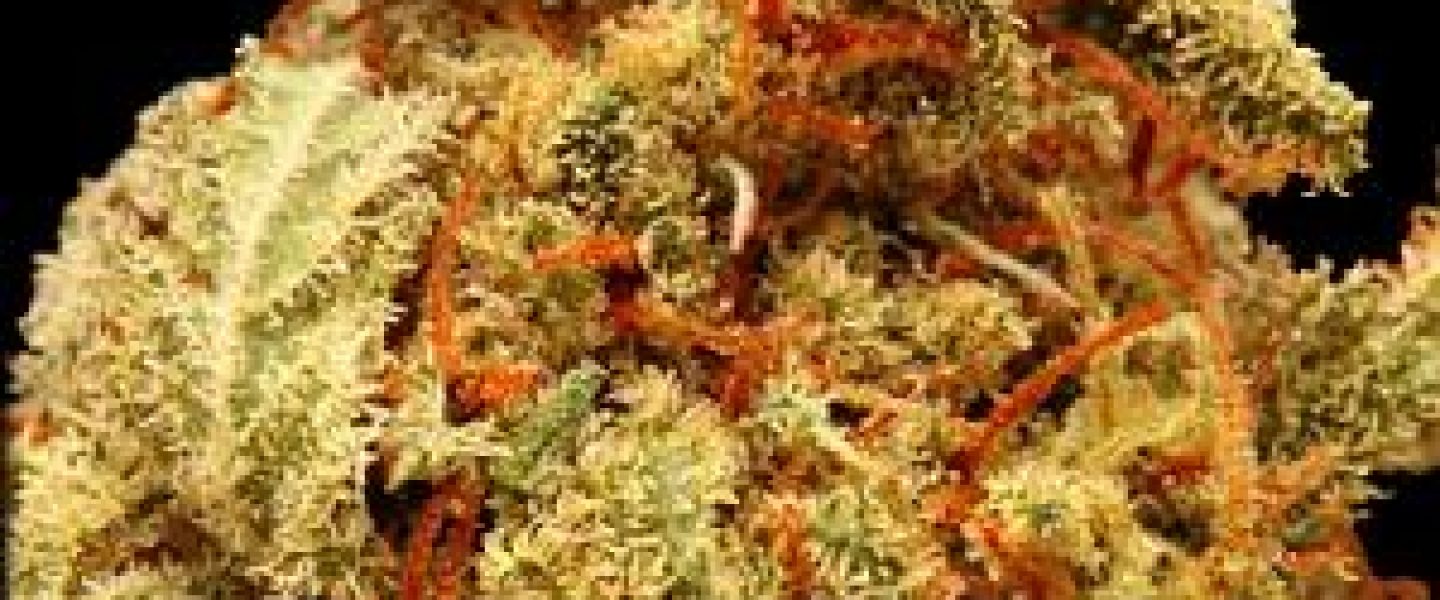 cinderella 99 marijuana strain