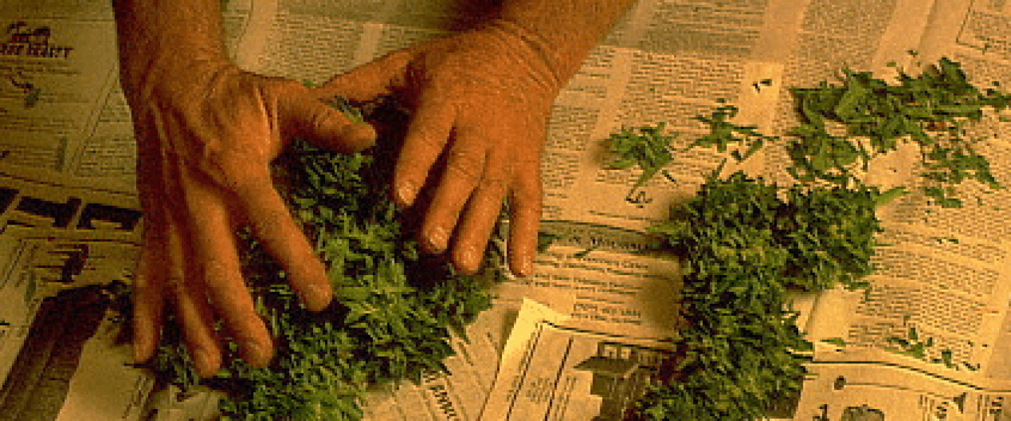 marijuana clipping