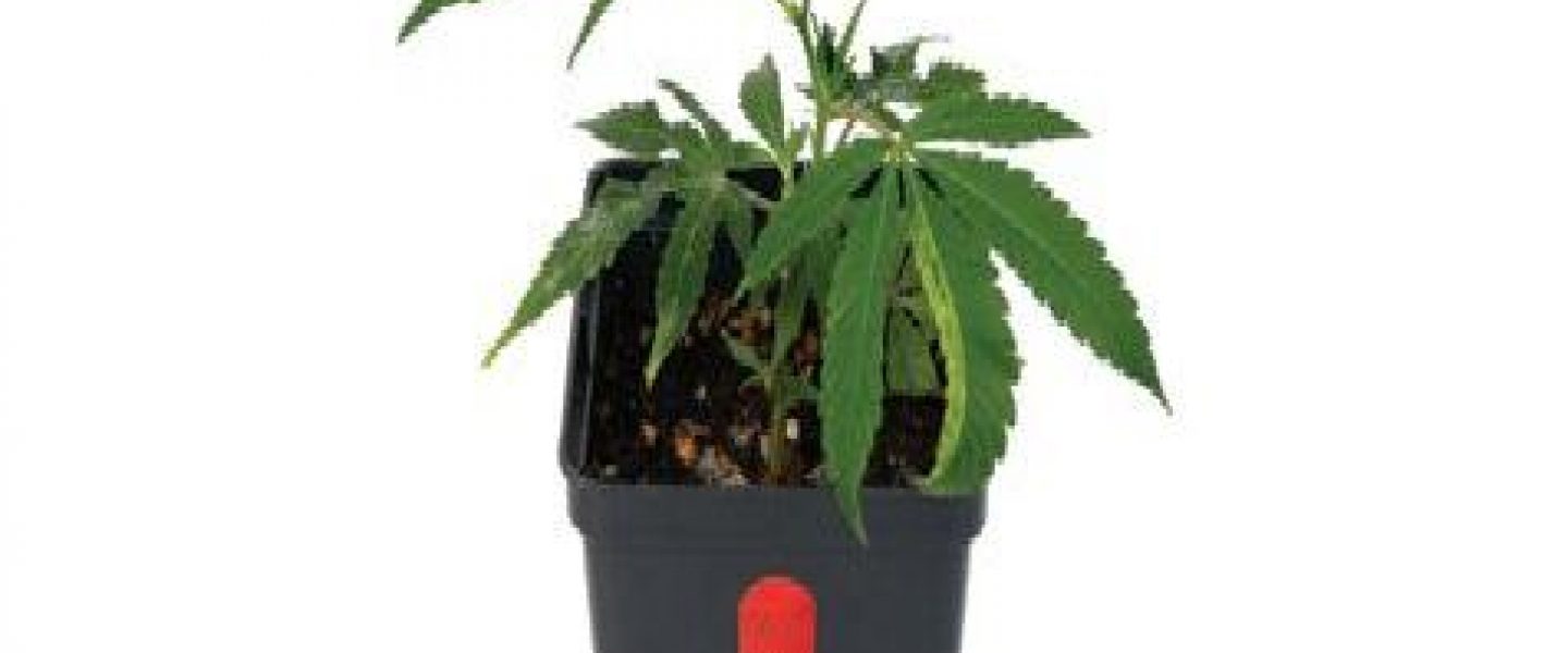 marijuana clone