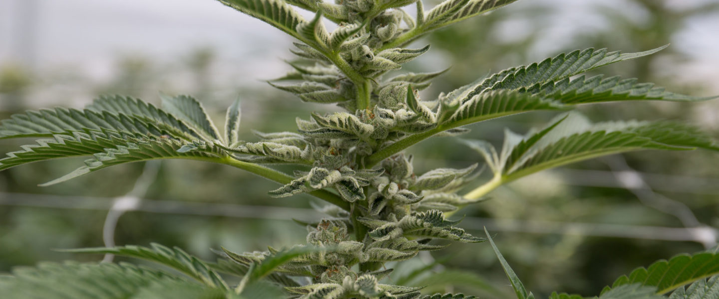 Soon adult residents of Montana will be able to use marijuana recreationally.