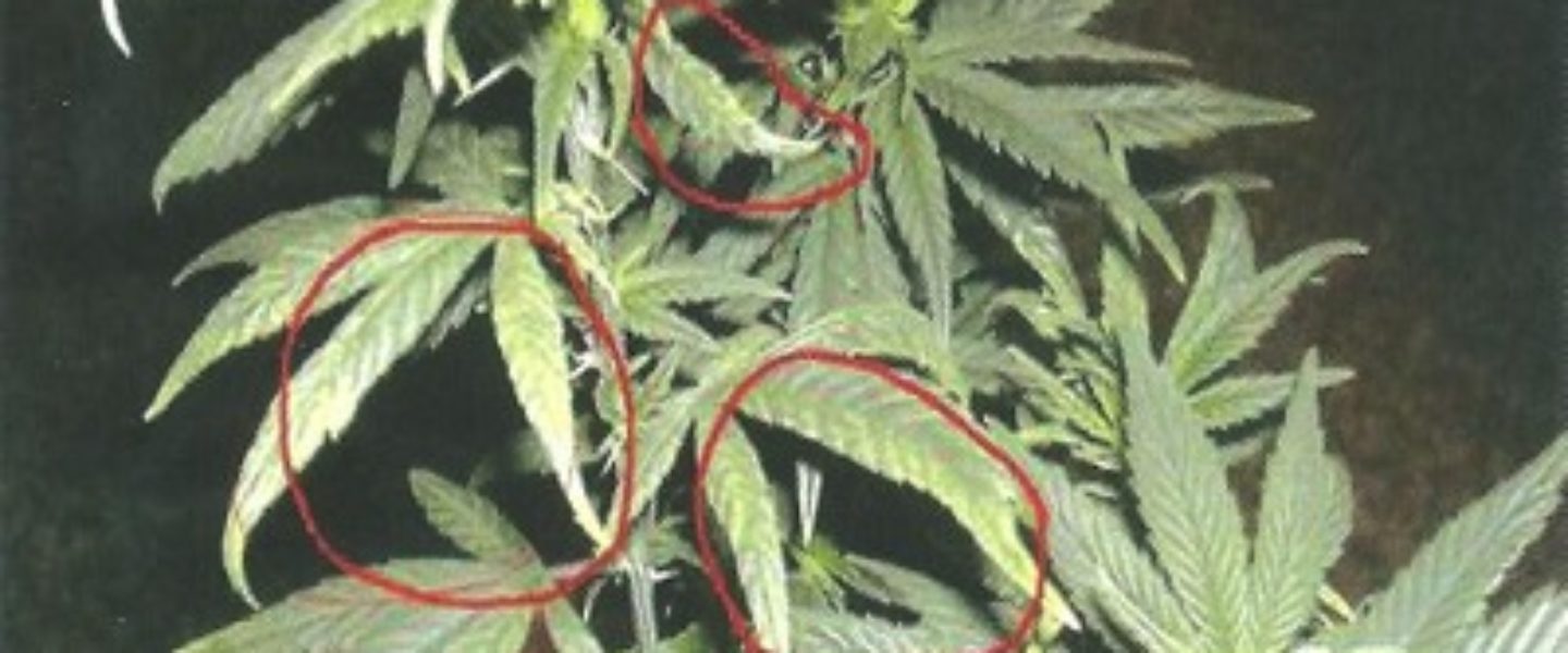 How To Recognize Copper Deficienies In Marijuana Plants The Weed Blog