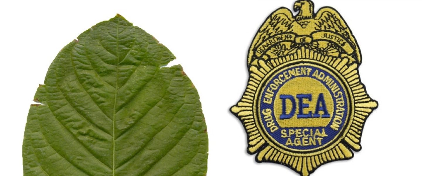 Kratom, DEA