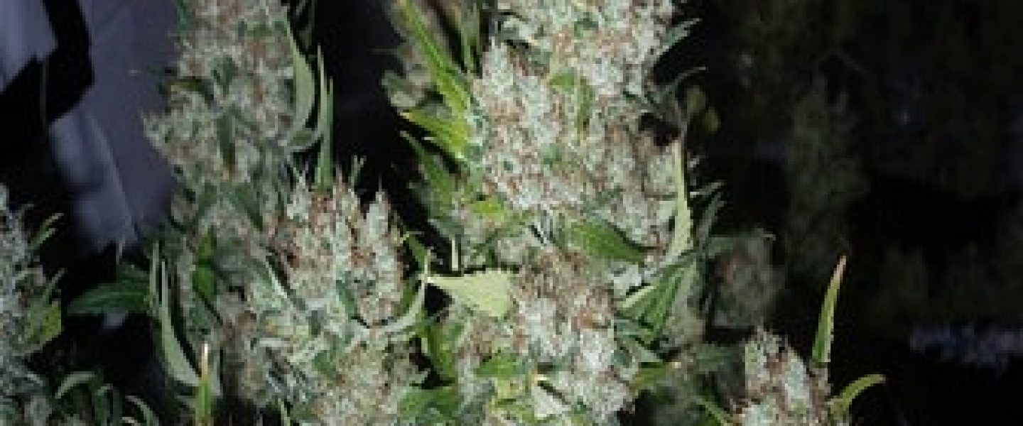 critical mass marijuana strain