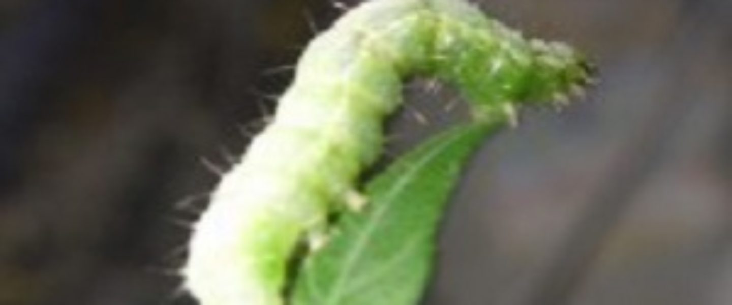 cutworms marijuana plants