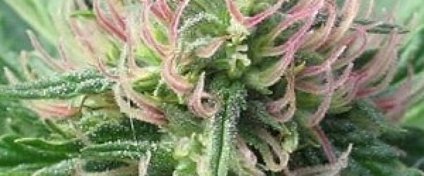 dank marijuana flower