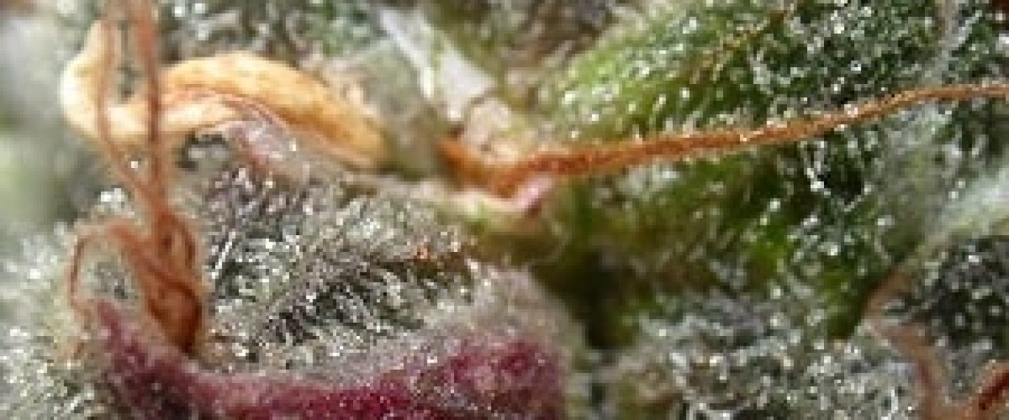 dank up close