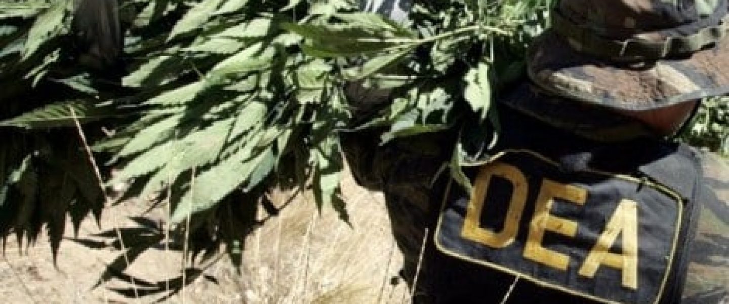 dea marijuana eradication