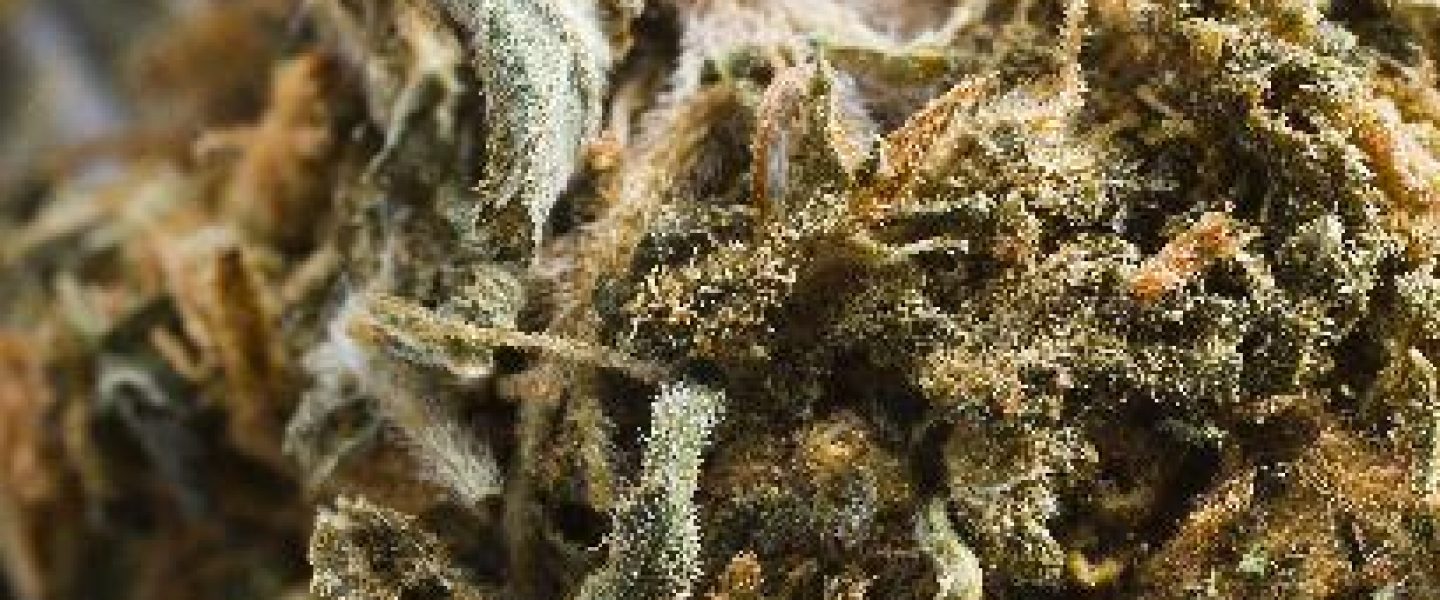 cannabis