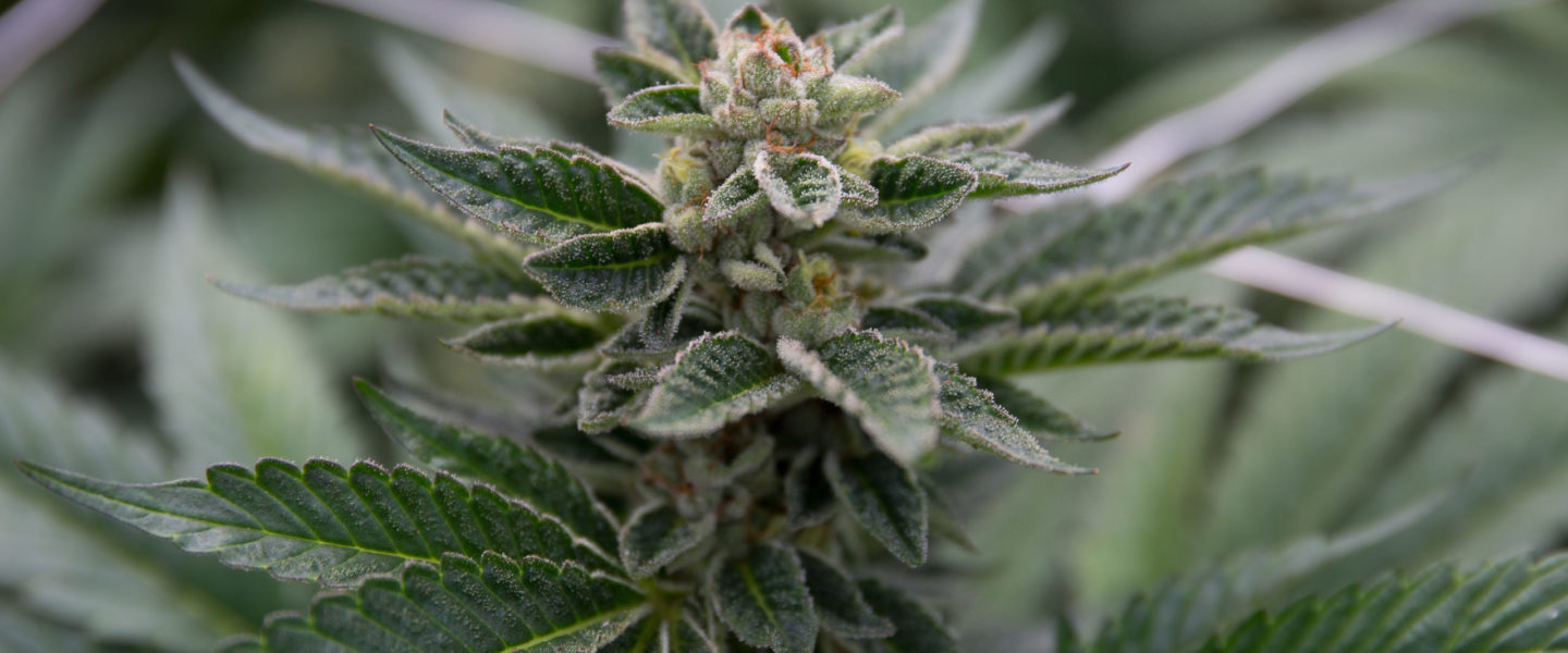 PIcture of a flowering cannabis plant.