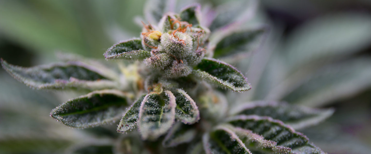 An image of the cannabis plant; New Jersey legalized recreational marijuana and may lead to more weed legalization campaigns in the next few years.
