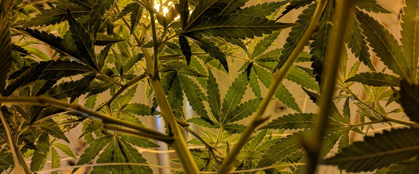 Growing weed for beginners indoors often involves an indoor grow tent.