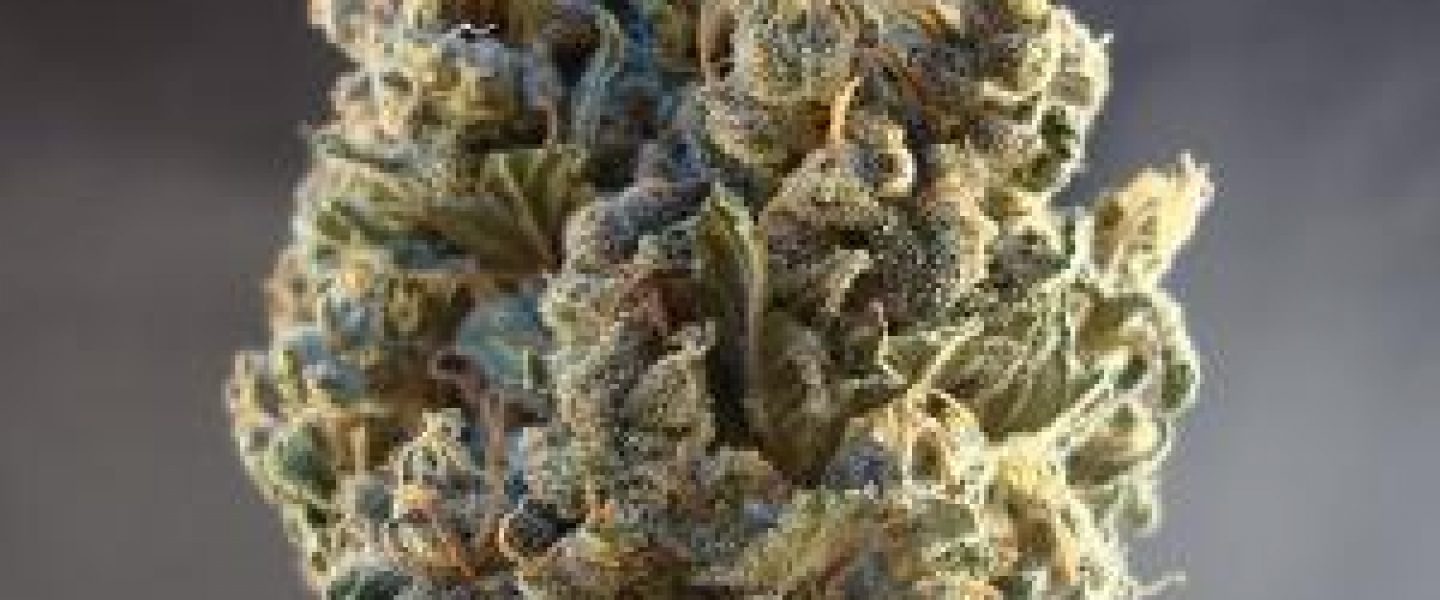 durban poison marijuana strain