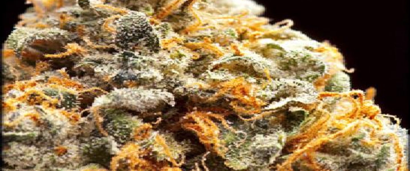 durban poison marijuana strain