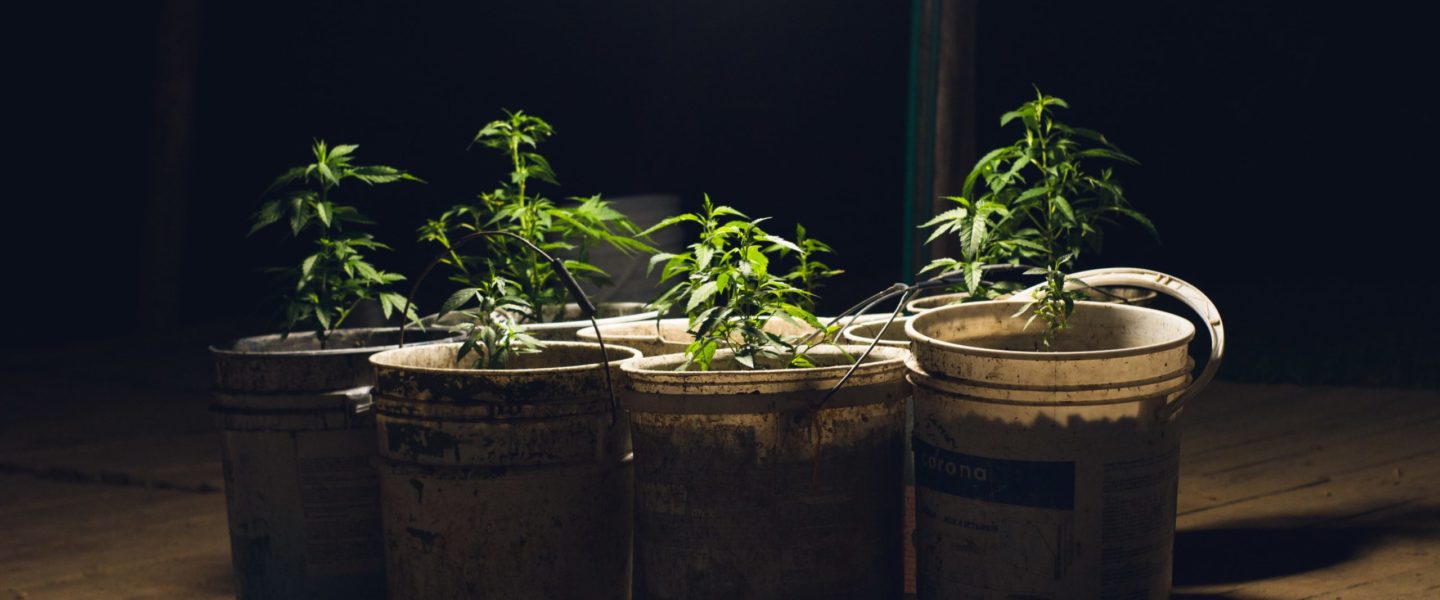 Image of growing weed: learn how to grow marijuana inside your home.