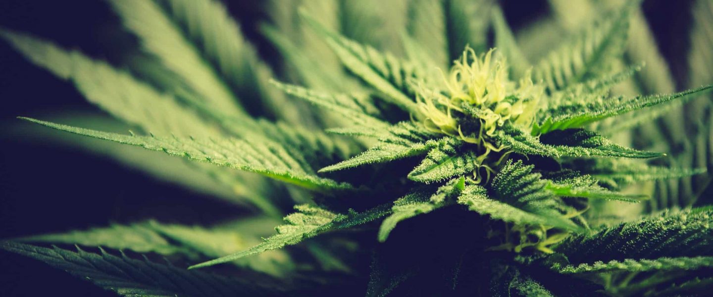 With the medical marijuana program about to launch, Missouri dispensaries and cultivations are preparing for commencement inspections