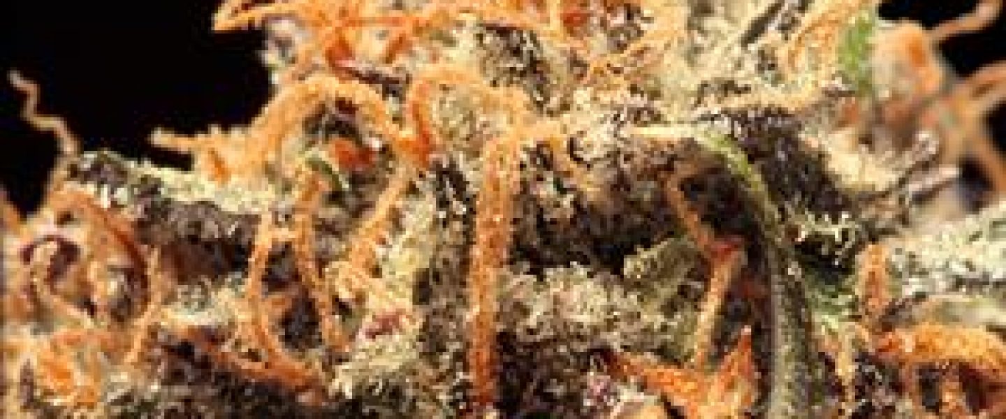 evil black bubba marijuana strain