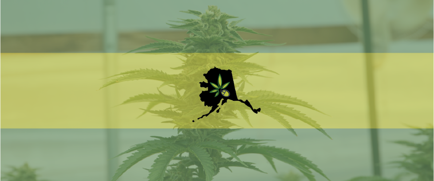 Picture of Alaska in front of a cannabis plant—Alaska may soon allow consumption lounges.