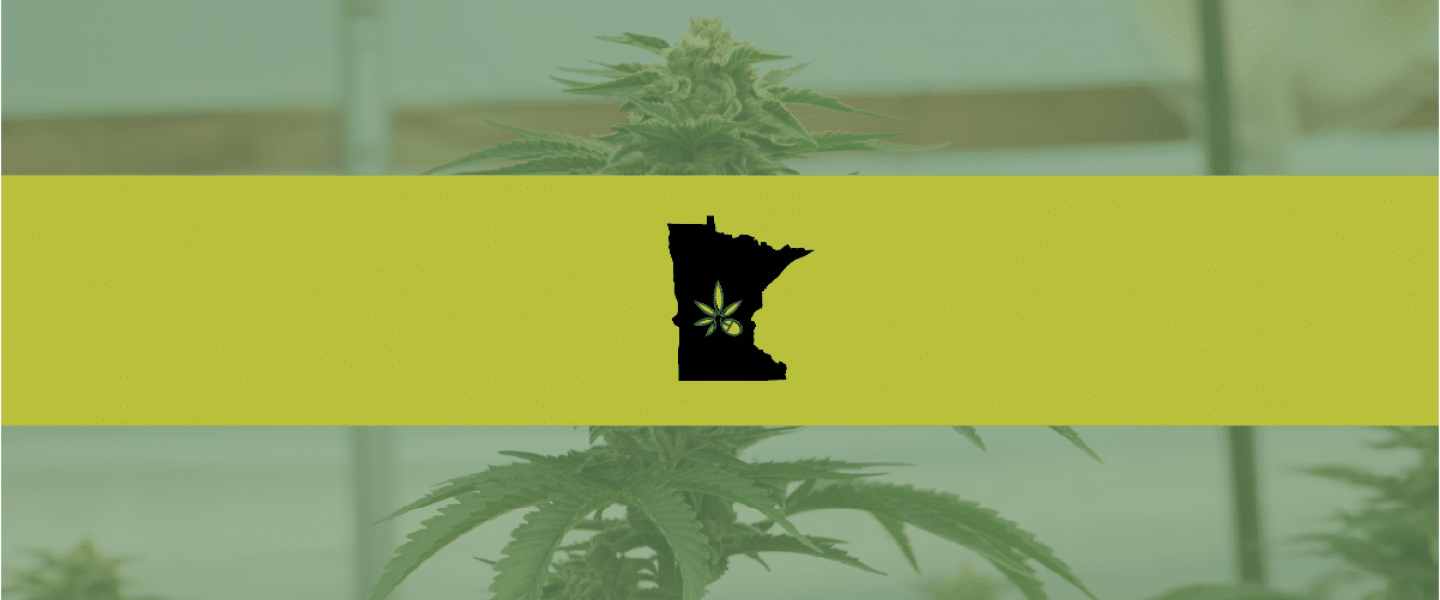 State of Minnesota over a weed plant background—a proposed legalization bill would allow adults to purchase and grow marijuana.