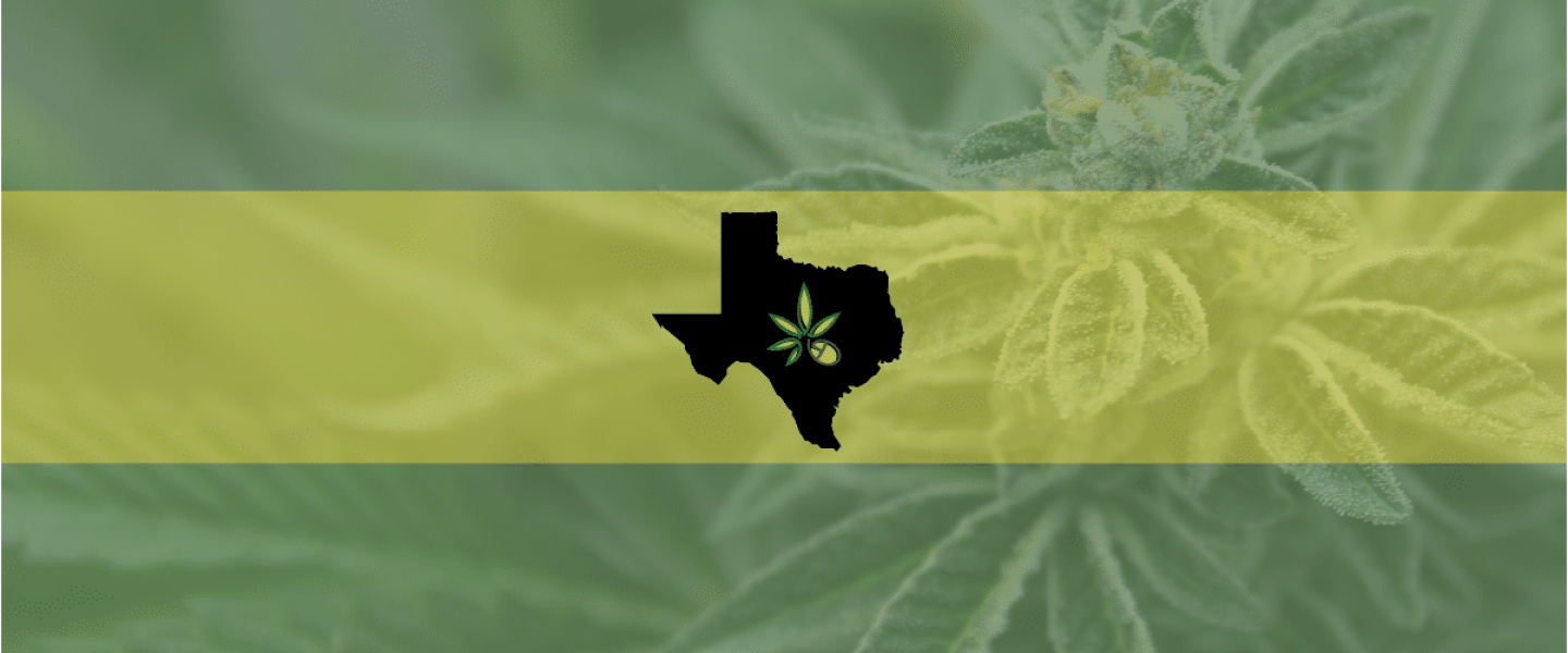 Picture of the state of Texas in front of a marijuana plant—Texas police departments are at odds on how to handle the scent of marijuana as probable cause for searching vehicles.