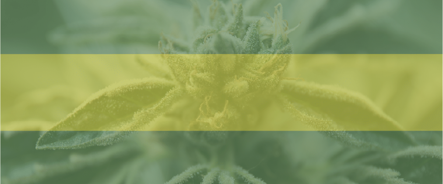 Picture of a cannabis plant—the nation's legislators are aiming to protect minorities through marijuana legalization.