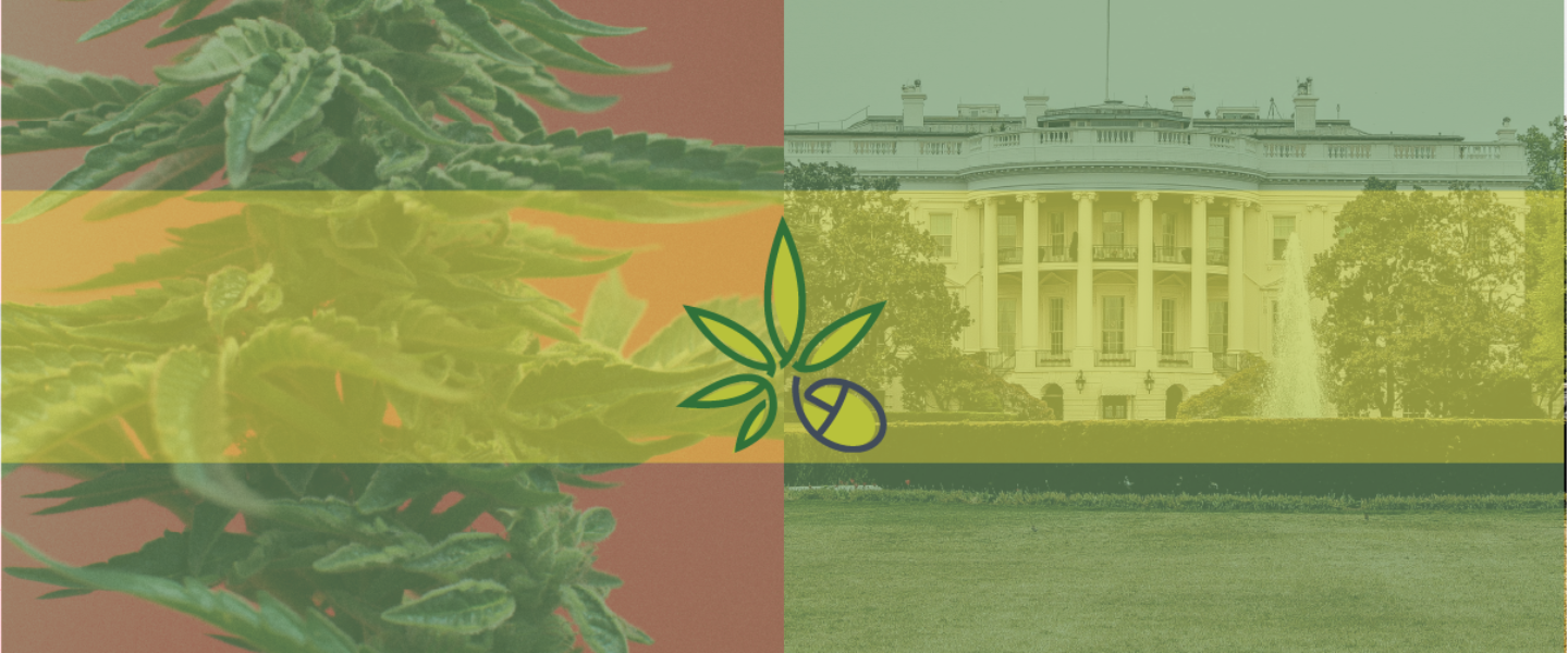 Picture of cannabis plant and the White House—several Biden staffers were dismissed after revealing their past weed consumption.