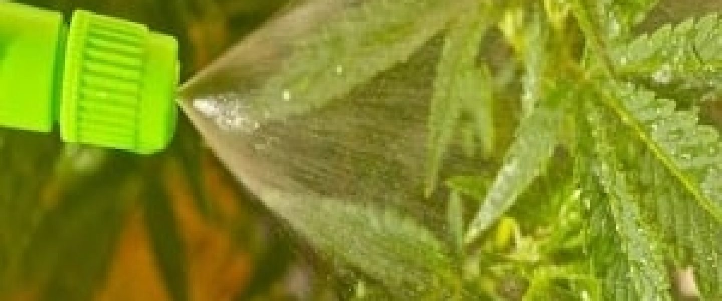 foliar feeding marijuana plants