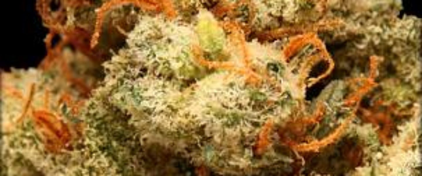 frosty light marijuana strain