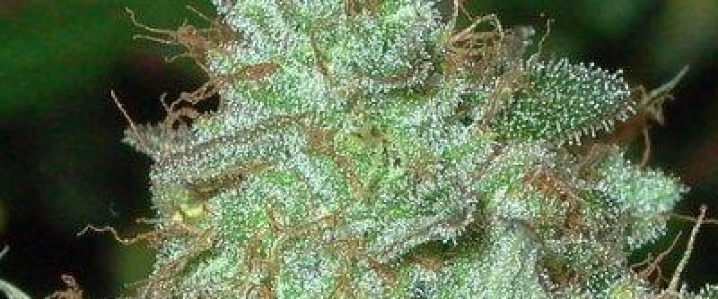 frosty