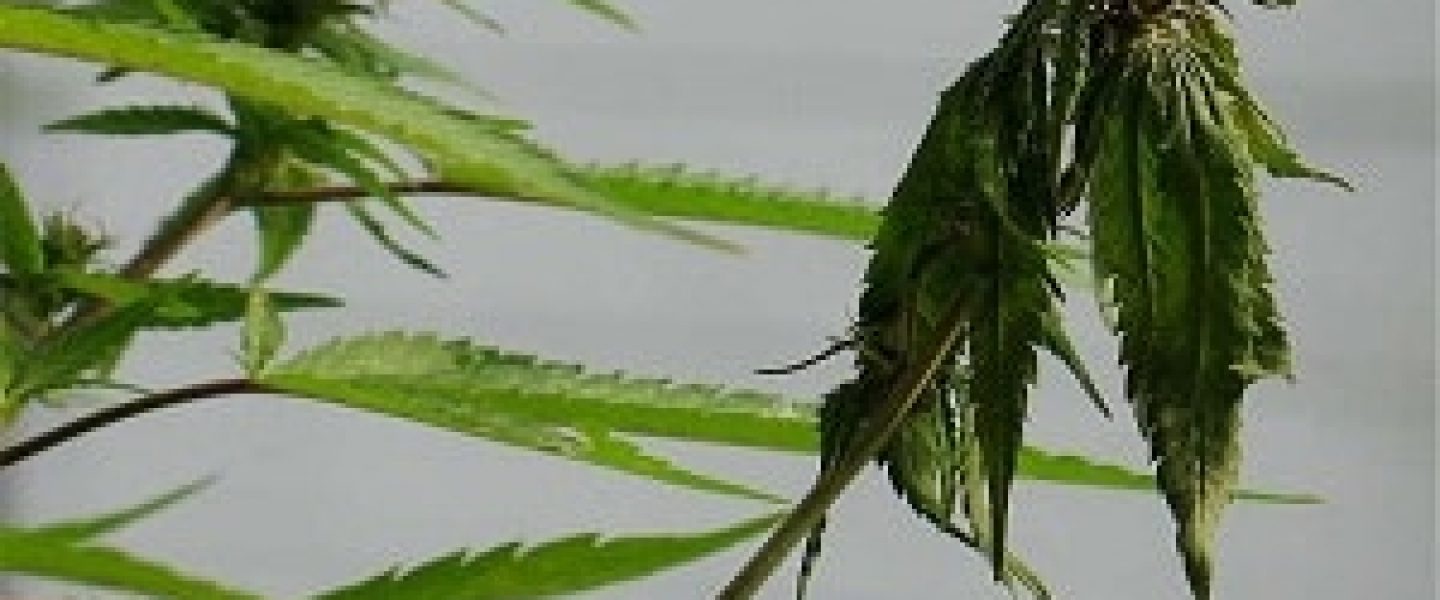 fusarium marijuana