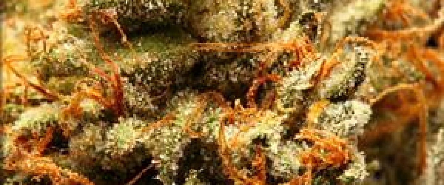 galaxy kush marijuana strain