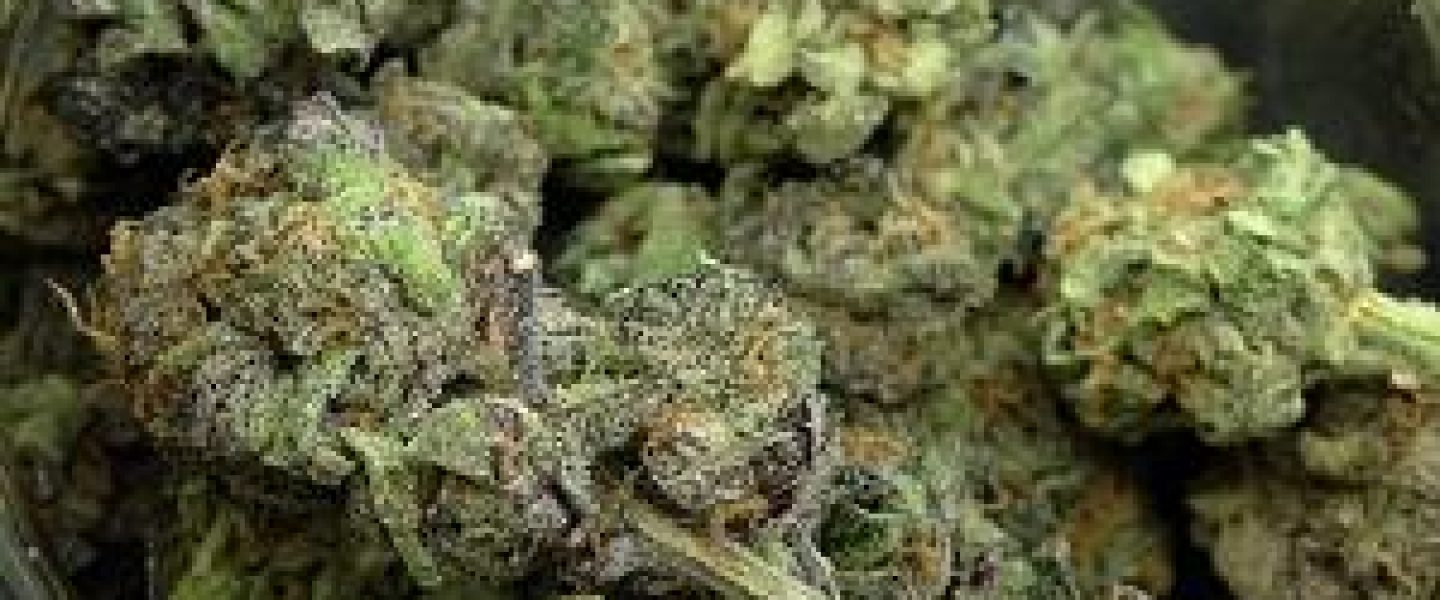 gdp marijuana strain