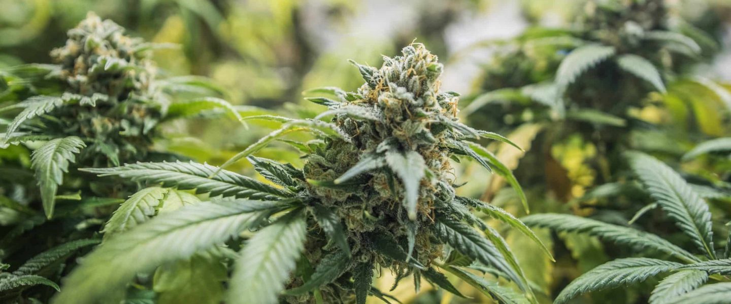 Picture of triimming cannabis: find out how to trim weed plants on the Weed Blog.