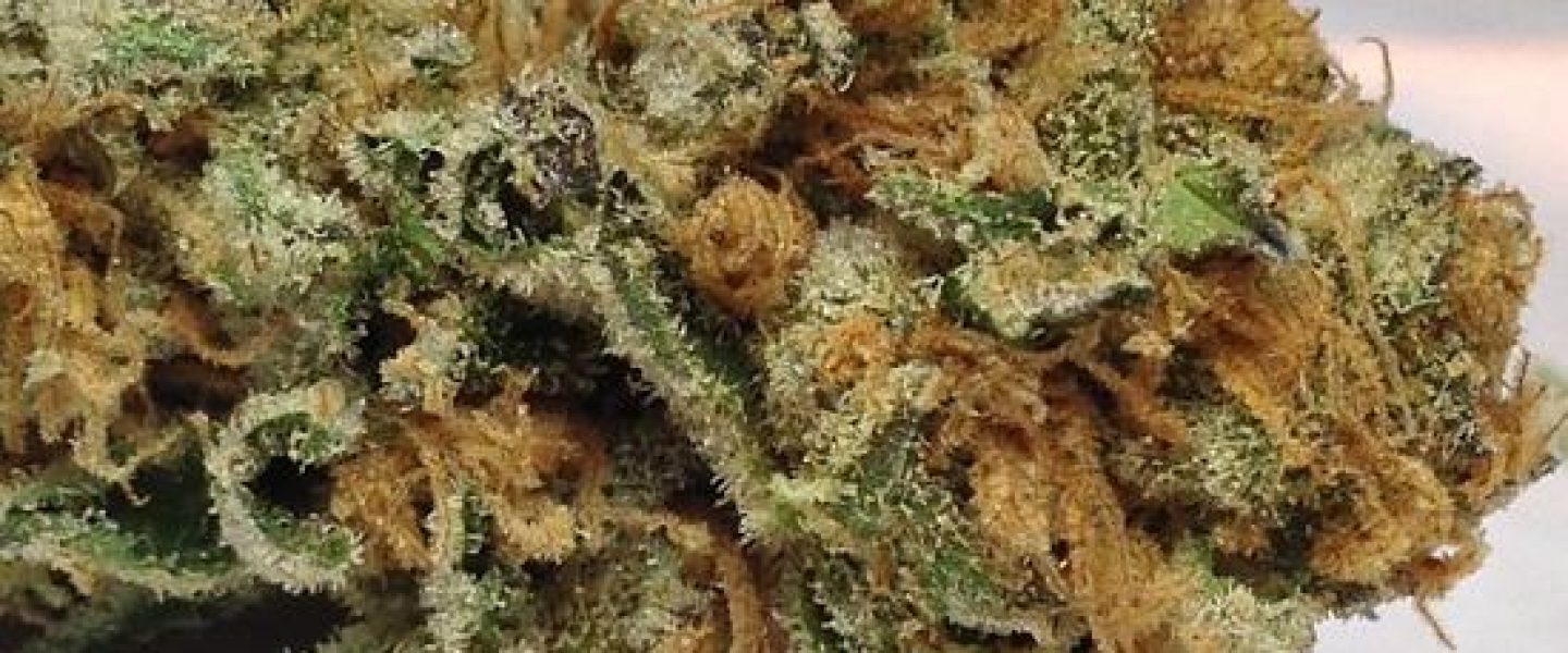 girl scout cookies marijuana strain