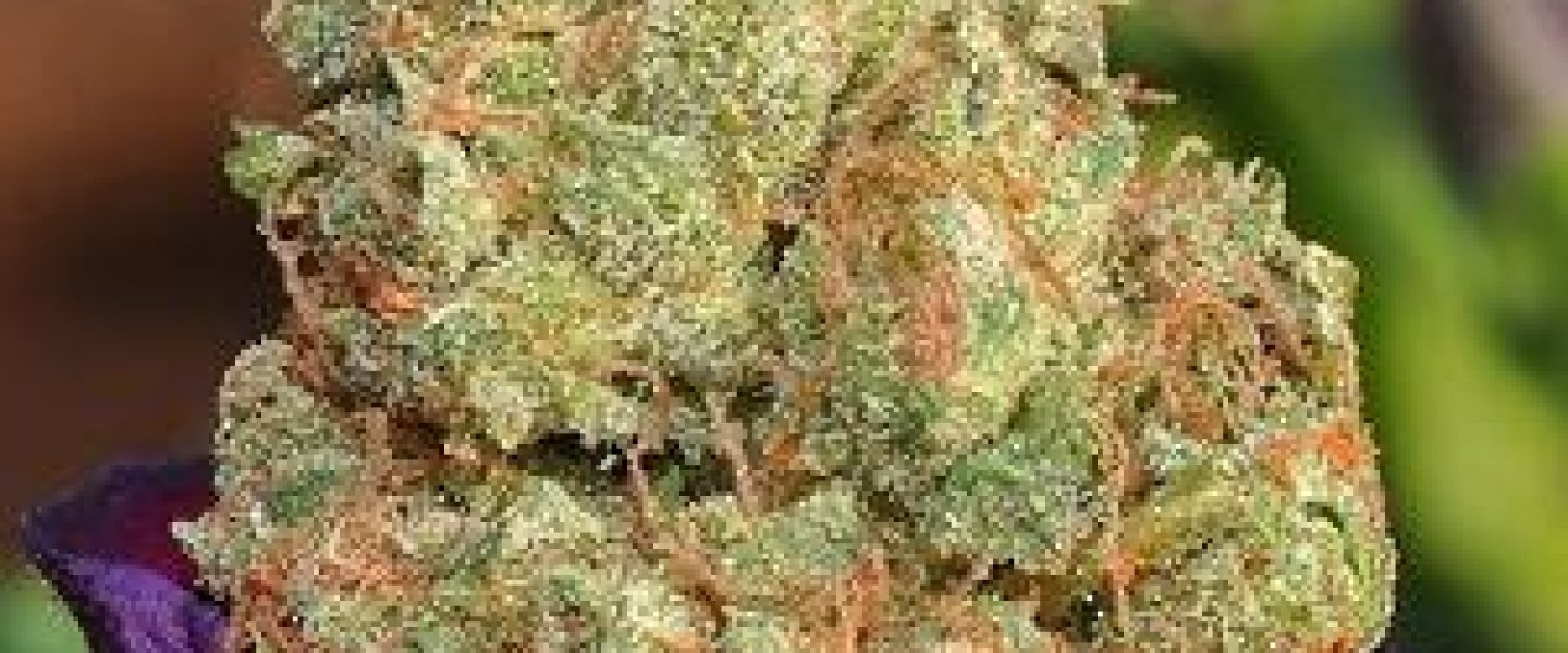 gods gift marijuana strain