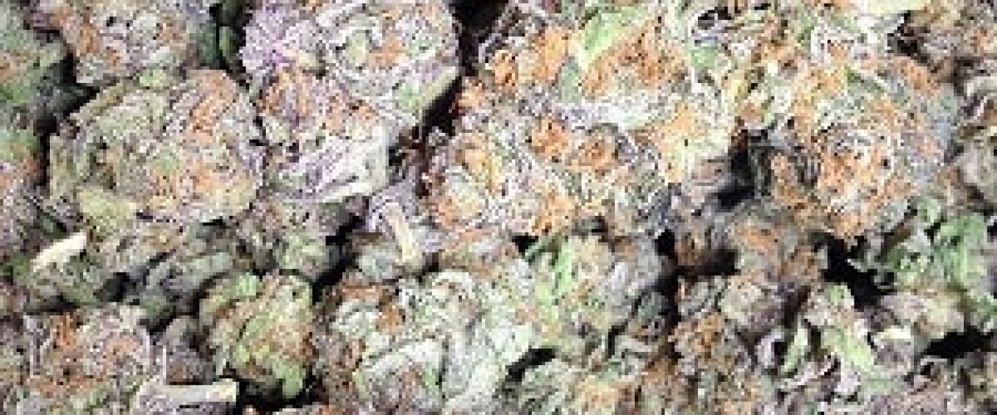 The granddaddy purple marijuana strain is always a favorite.