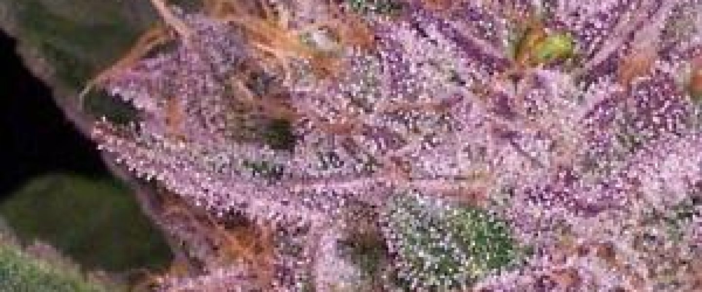 grape krush marijuana strain