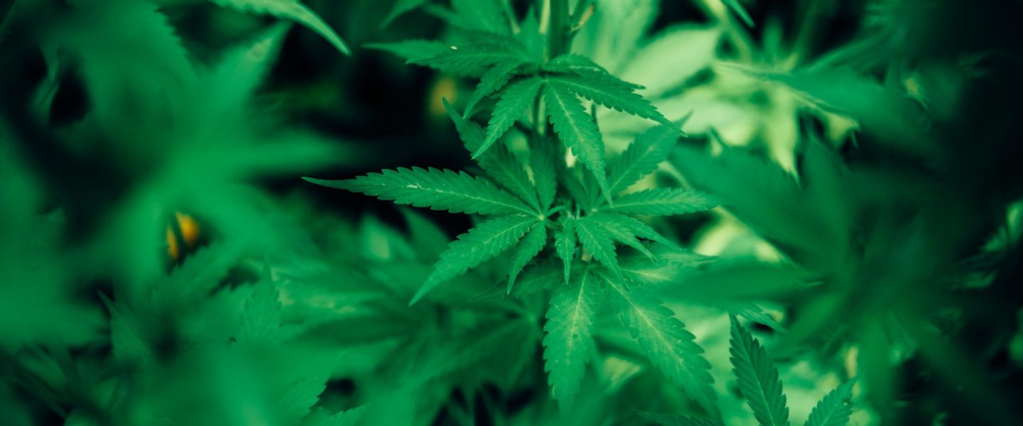 green-cannabis-plant-3536257