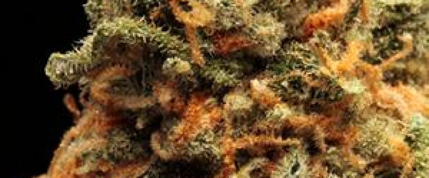 green goblin marijuana strain
