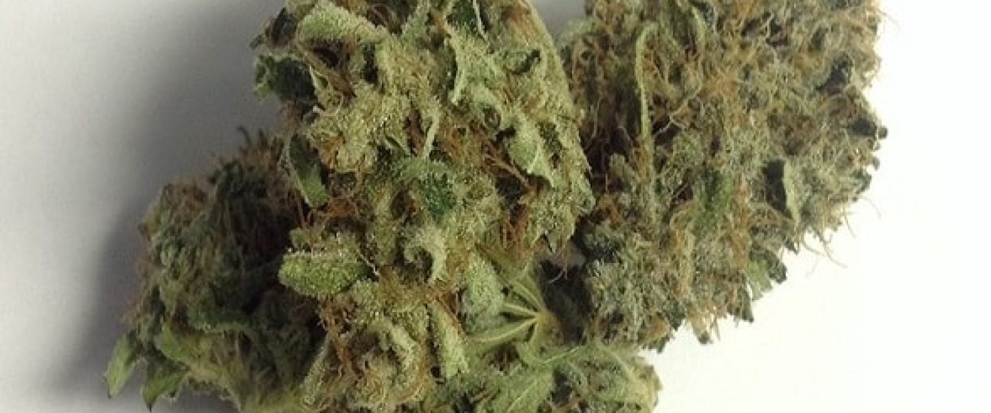 green queen marijuana strain